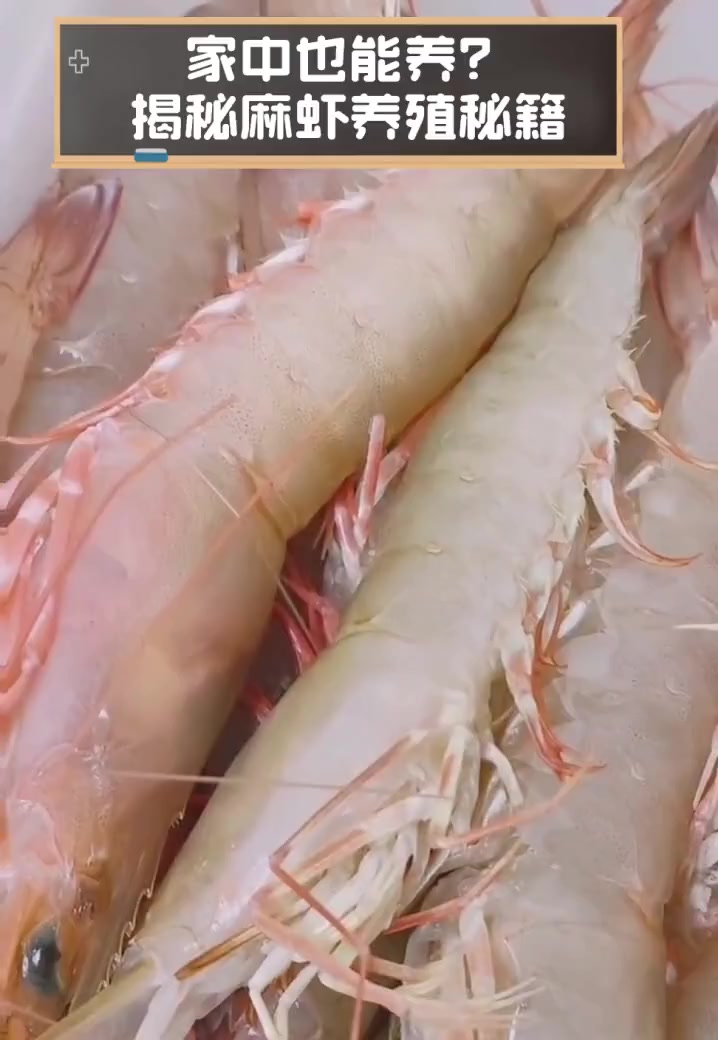 家中也能养?揭秘麻虾养殖秘籍