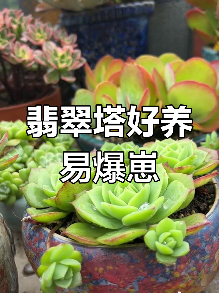 翡翠塔多肉,便宜又易养