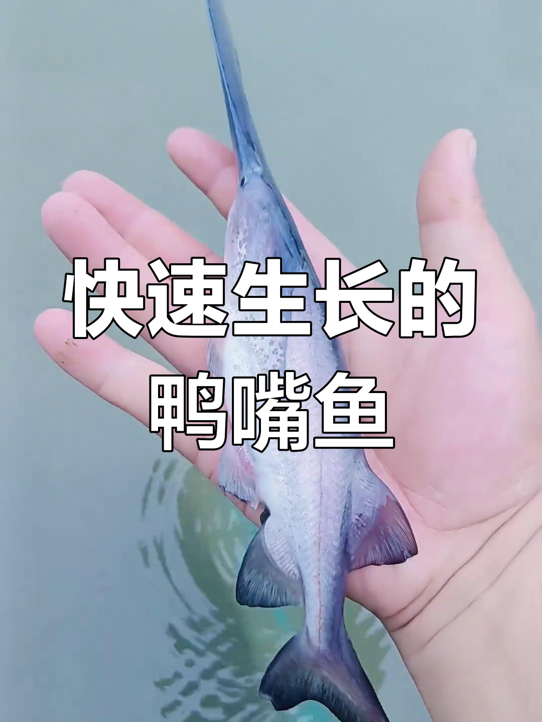 鸭嘴鱼生长迅速,无需饲料,适合多种水生动物混养