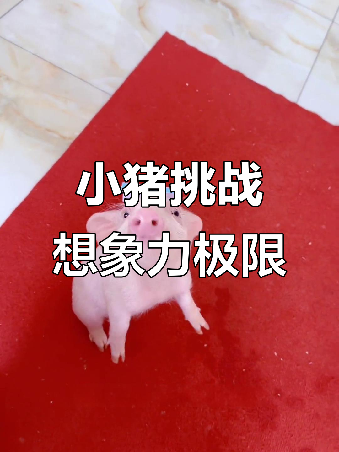 网友脑洞大开,给小猪贴名字让它跳舞转圈