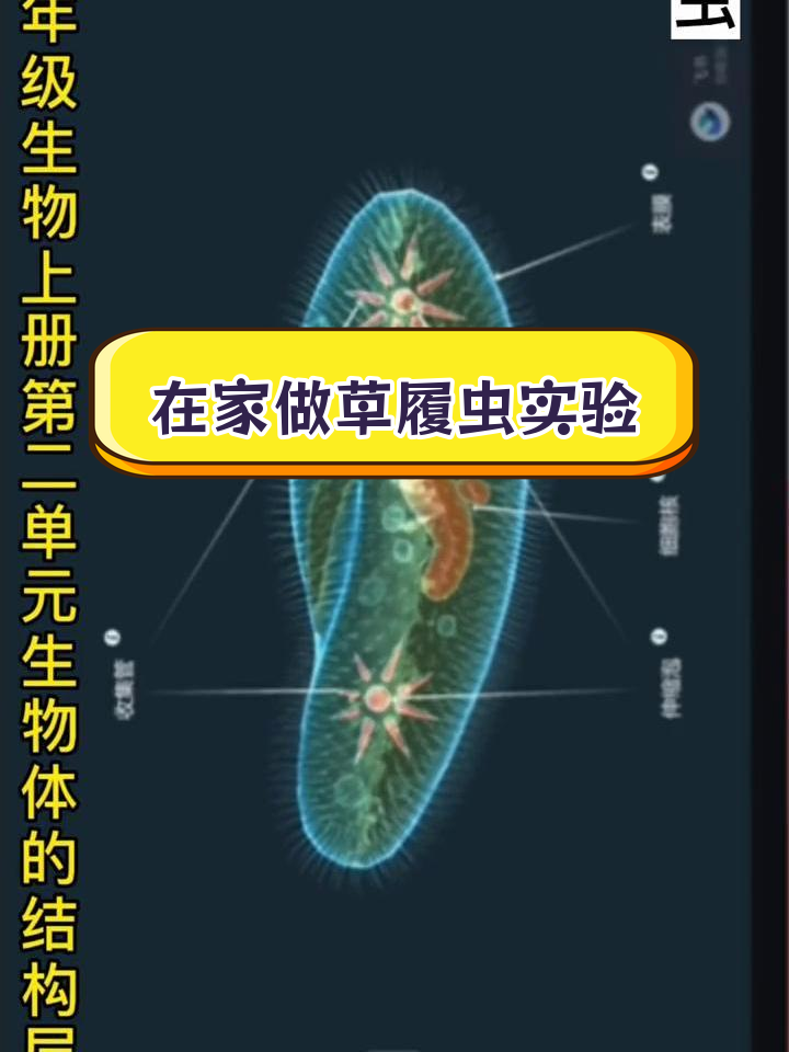 初一生物实验:草履虫结构虚拟模型