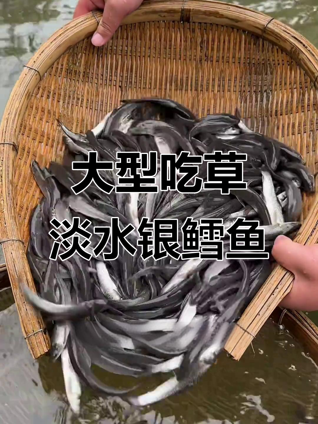 吃草的淡水银鳕鱼,最大能长30斤!