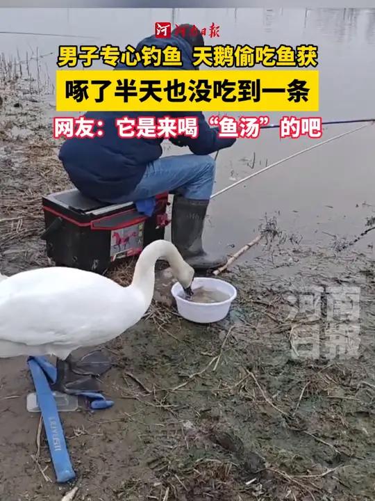 男子专心钓鱼,一只天鹅在后面偷吃鱼获