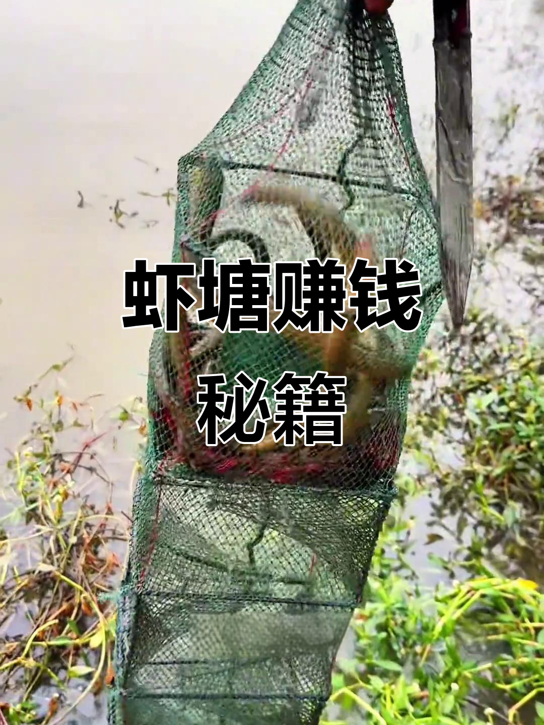 投资800元,20亩虾塘带来惊喜收益,看看能赚多少!