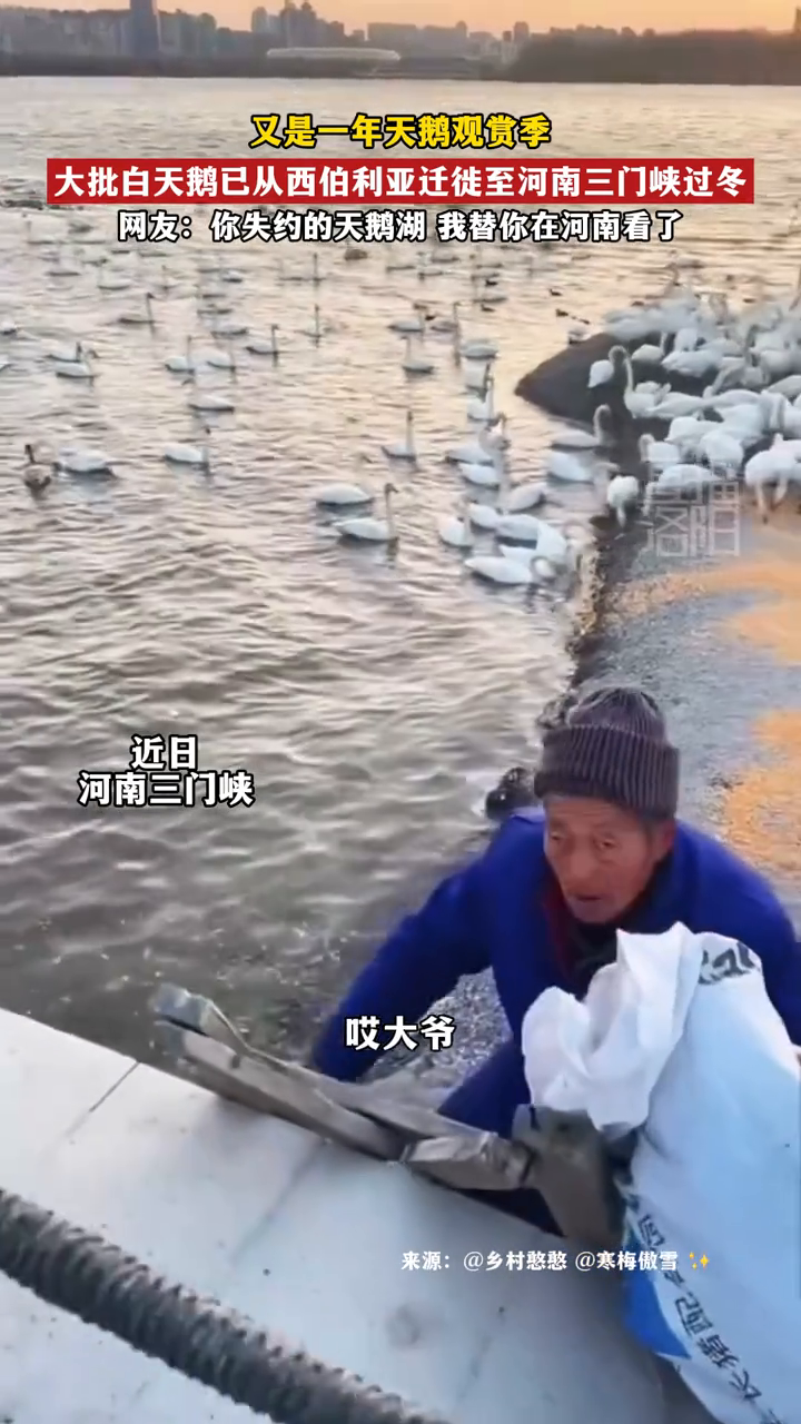 又是一年天鹅观赏季，大批白天鹅已从西伯利亚迁徙至河南三门峡