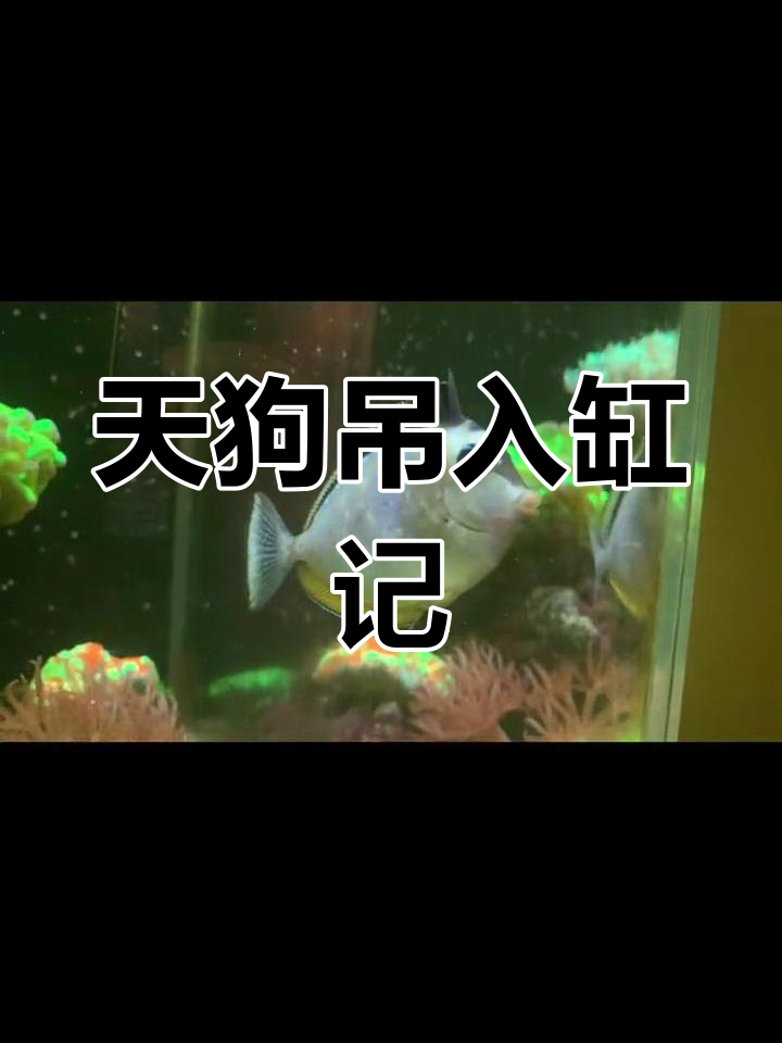 小缸新添天狗吊,开口难但状态不错