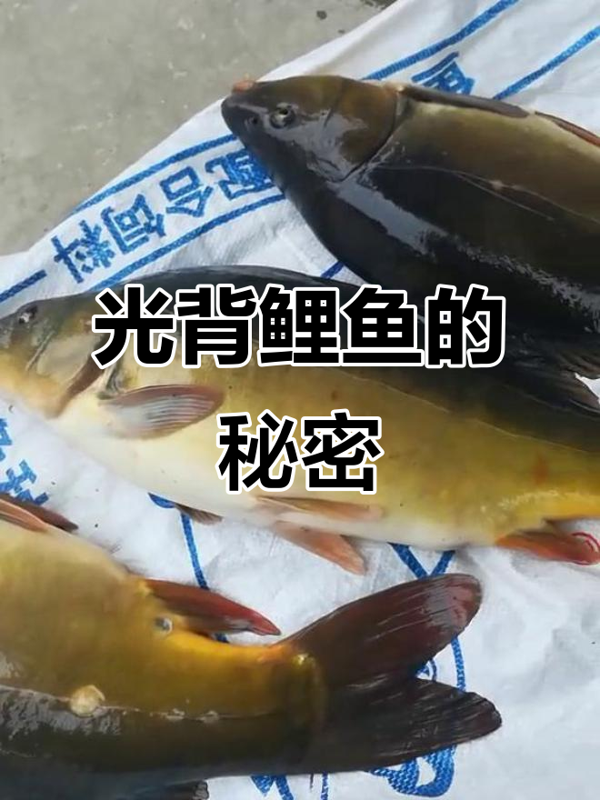 朋友送的“贵妃鱼”竟然是光背鲤鱼，真相让人意外
