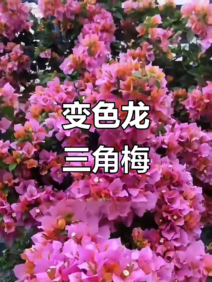三角梅变色龙：多色复变，美丽又耐养
