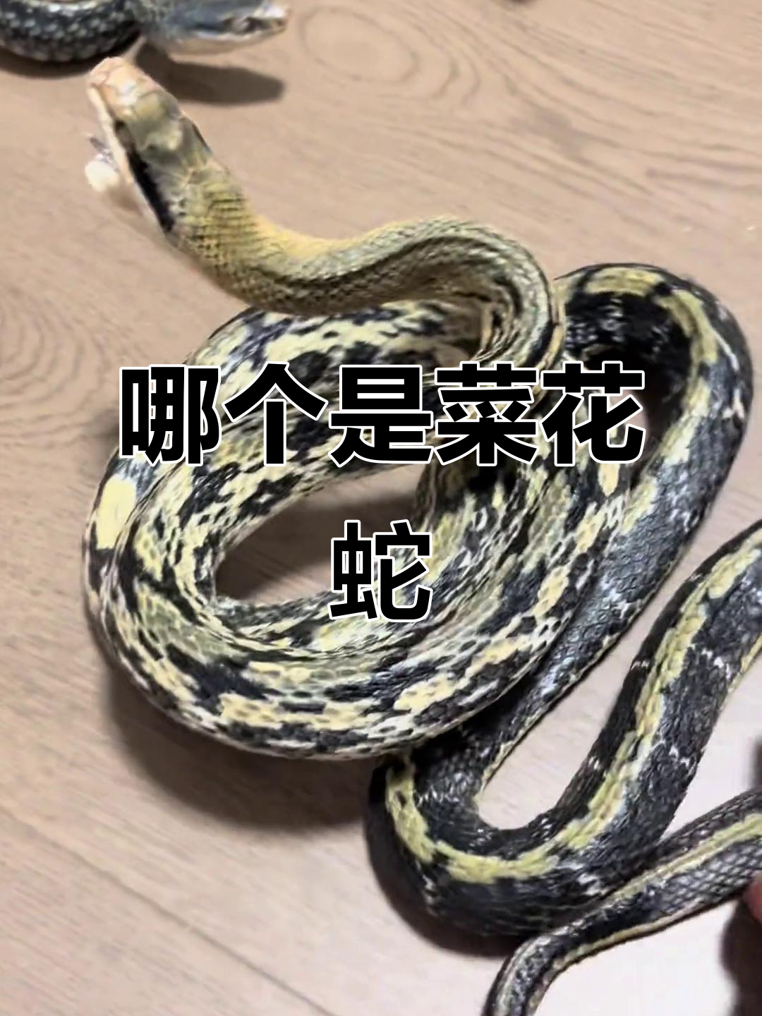 一号二号的菜花蛇,你叫它什么名字?