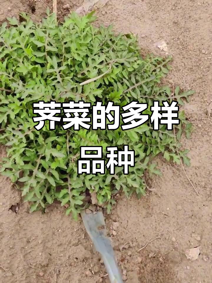荠菜种类繁多,评论区别争了,它们都是同一种植物