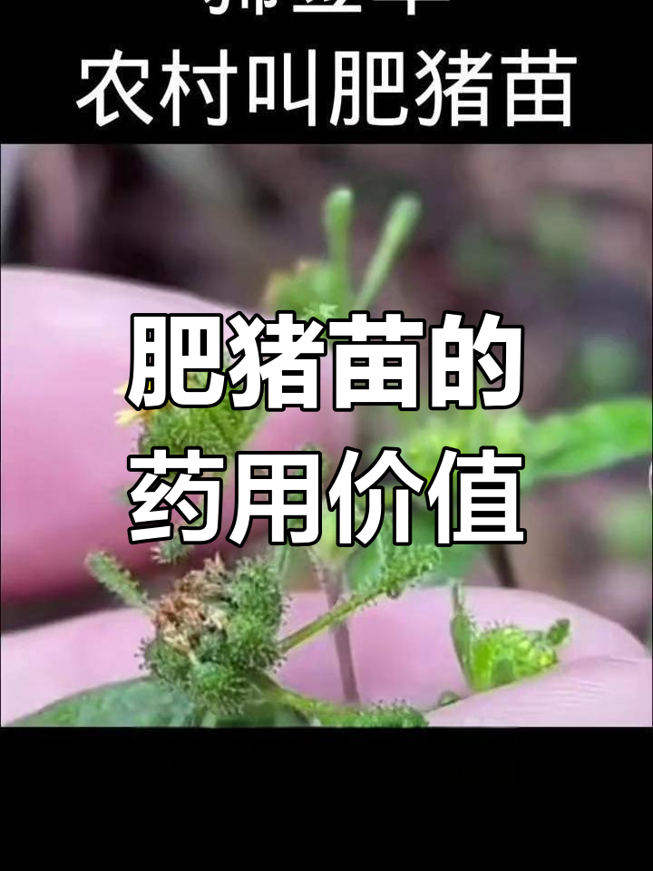 农村常见肥猪苗,竟是中药材!西千草的独特功效与气味