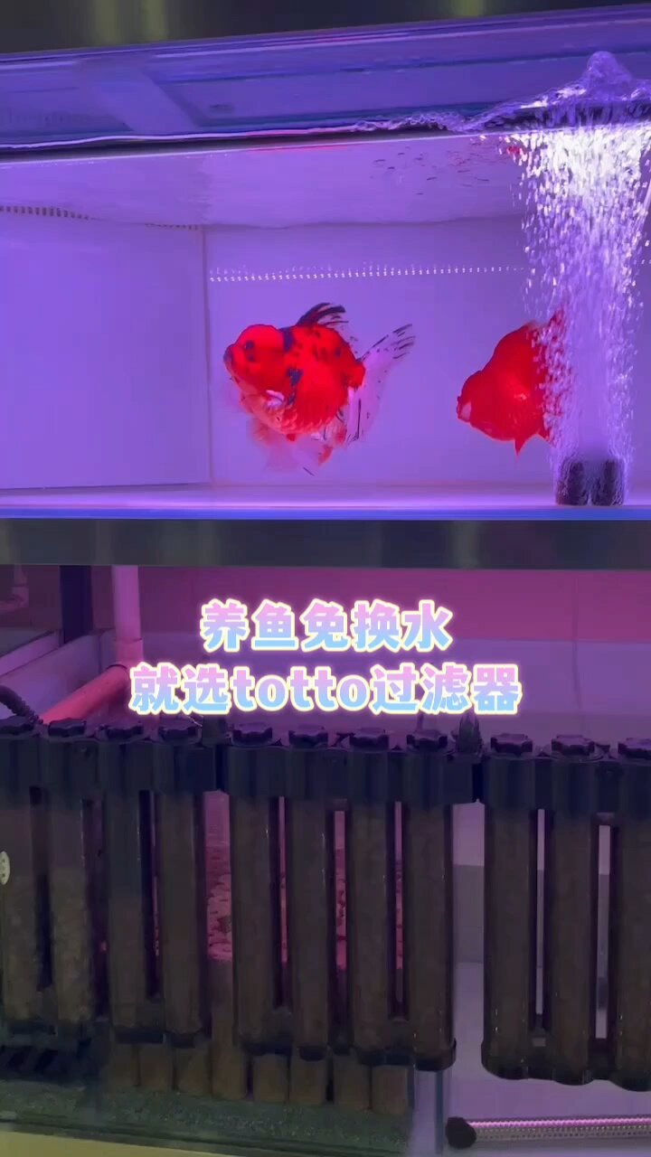 购买金鱼怎样挑选?