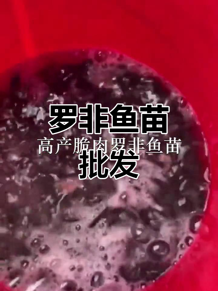 优质罗非鱼苗,批发供应,深圳、广州多地可放生