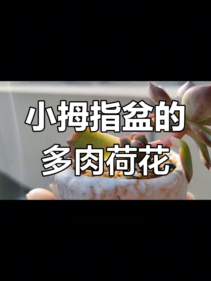 楼顶多肉荷花,叶片小巧却状态极佳