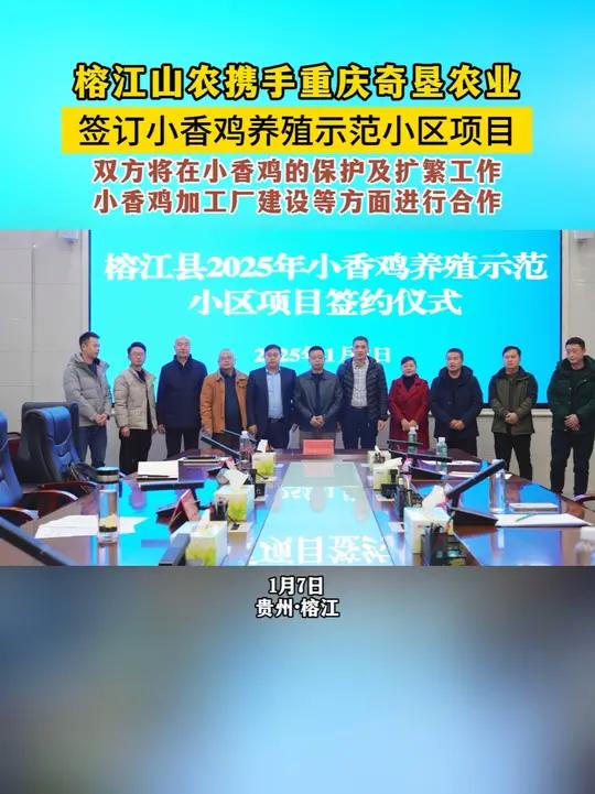榕江山农携手重庆奇垦农业签订小香鸡养殖示范小区项目。双方将在小香鸡的保护及扩繁工作,小香鸡