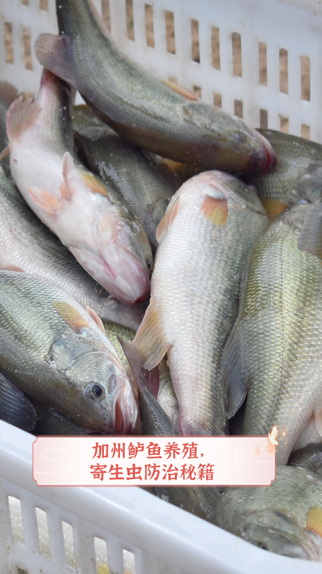 加州鲈鱼养殖，寄生虫防治秘籍