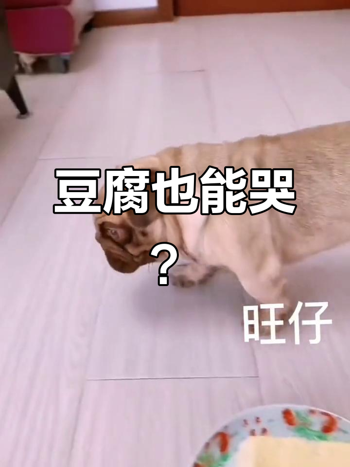 豆腐炖狗肉,竟然被吓哭了!