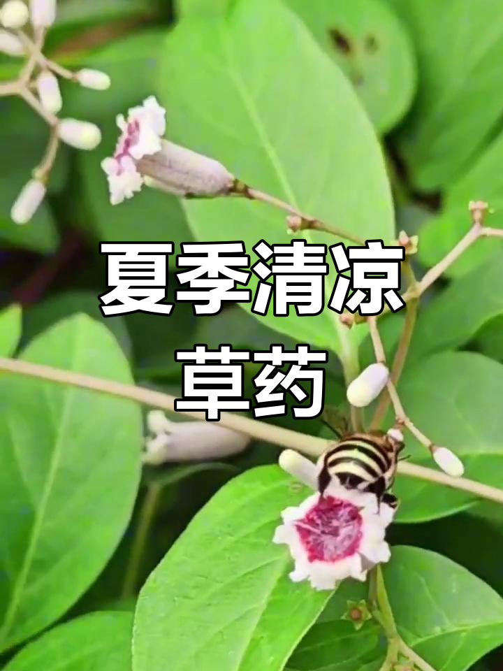 鸡屎藤:夏日清凉解暑的草本良药,别名斑鸠饭、牛皮冻