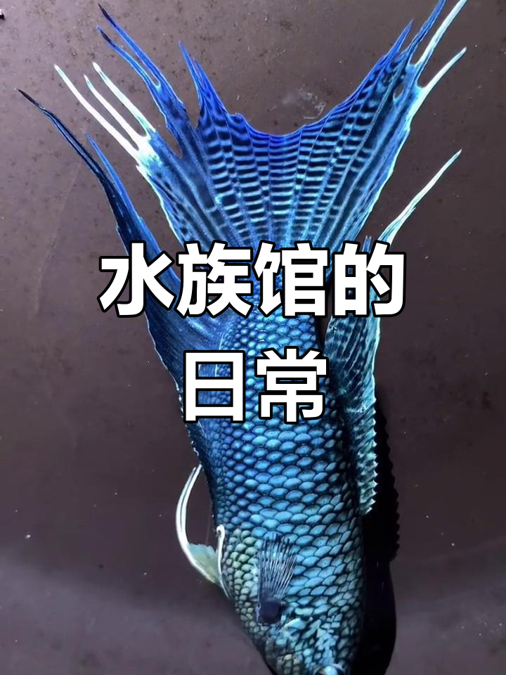 蓝蛇斗鱼日常记录
