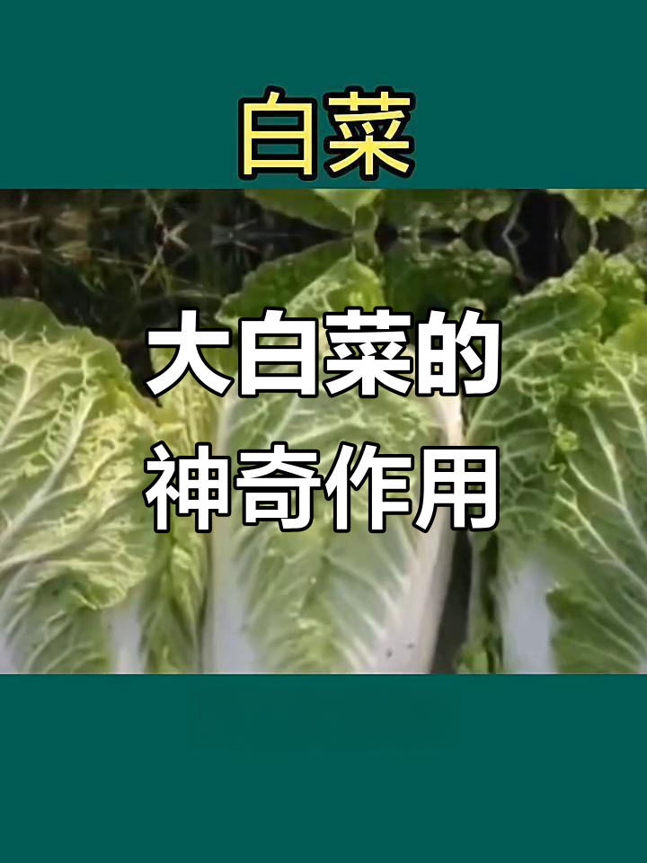 冬季必备!大白菜的营养与减肥功效,北方小伙伴必看
