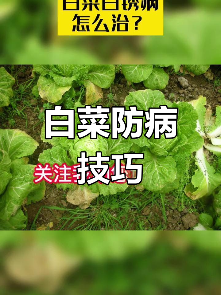 白菜白锈病防治方法