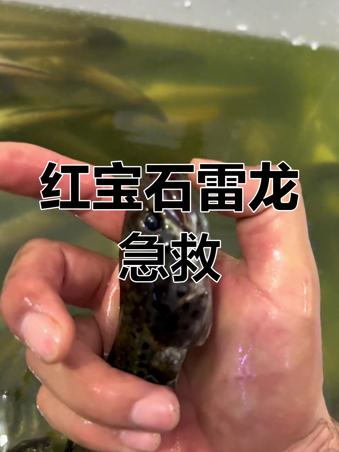 幻彩雷龙鱼应激反应与抢救措施