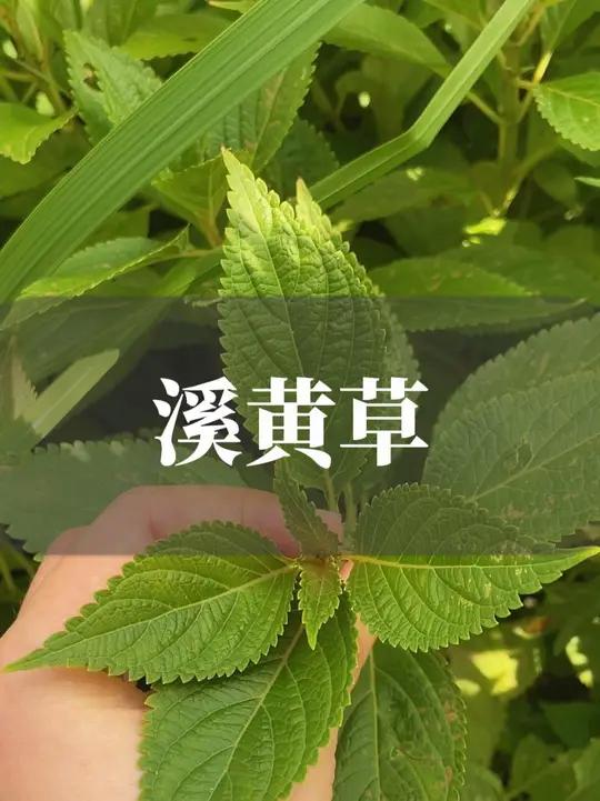 这道茶汤可以马上学起来