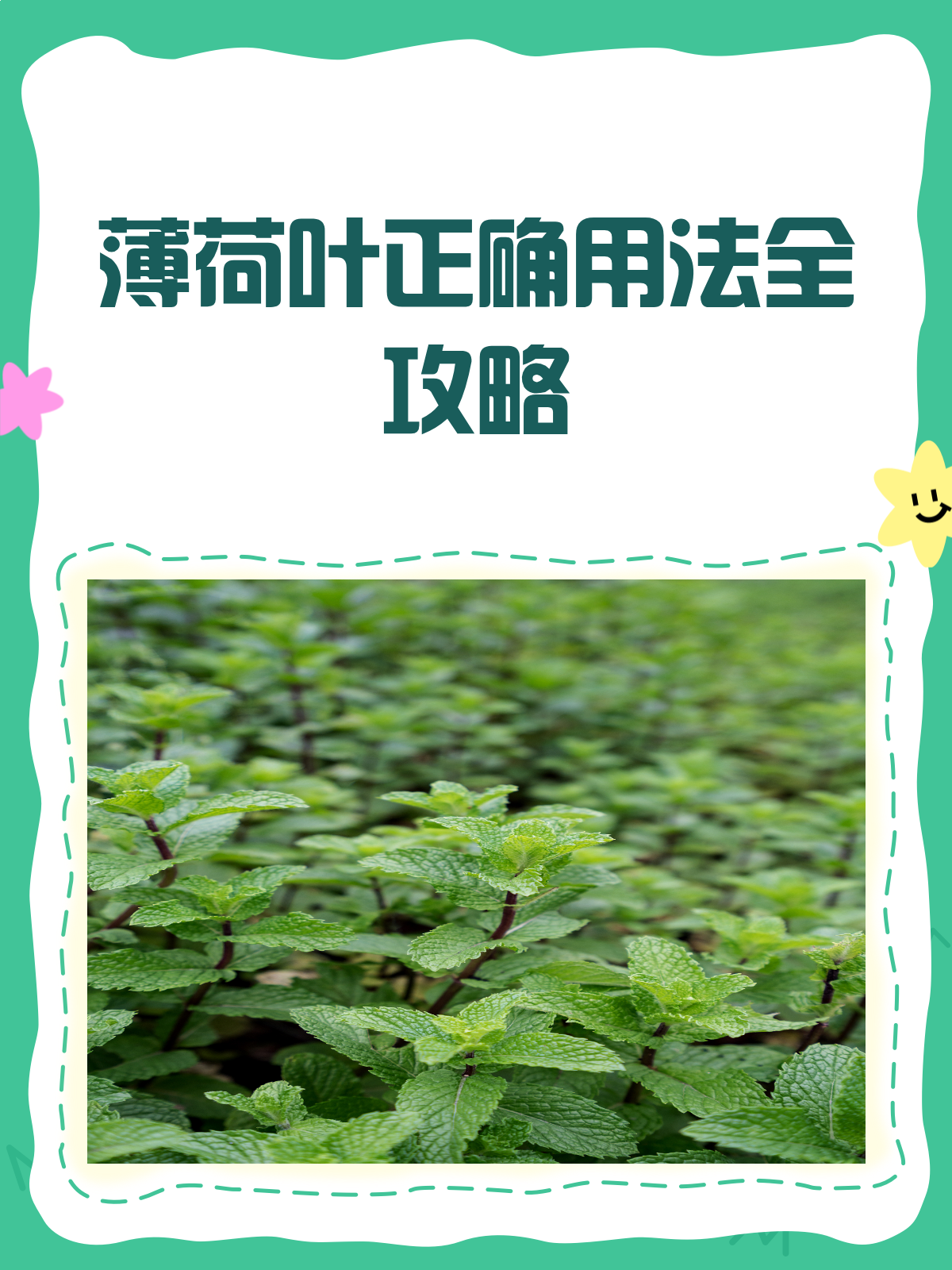 薄荷叶妙用多，正确吃法你get了吗？