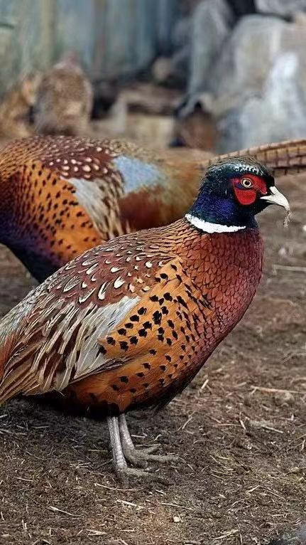 七彩山鸡提供养殖技术