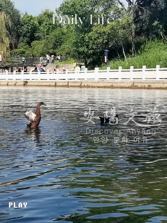 闯入现实版《天鹅湖》黑天鹅神秘高贵,白天鹅纯洁优雅,在湖面共舞的模样,每一帧都美到想截图当