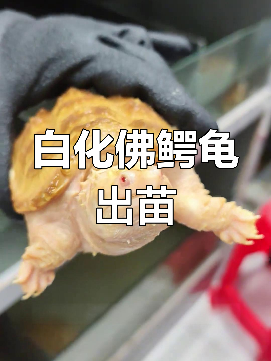江门白化佛鳄龟头苗孵化,品质保证!