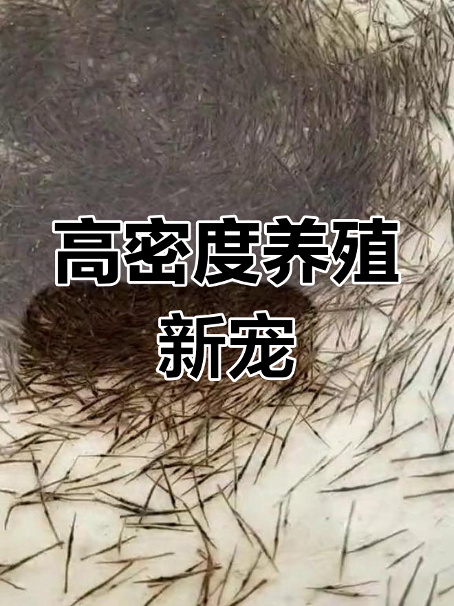 养殖户纷纷选择正大斑节虾,高密度养殖更易成功