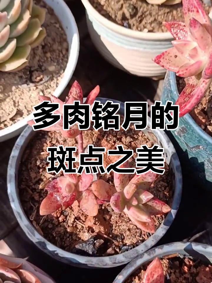 明月多肉:红血斑与晒伤的美丽碰撞
