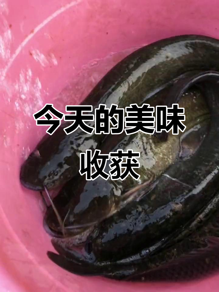 妈妈做的美味小黑鱼，今天收获满满！