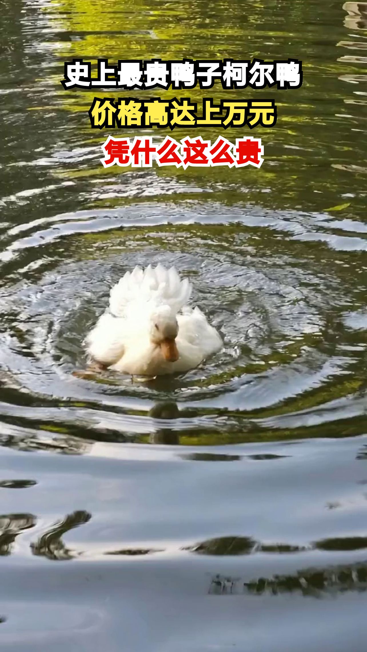 一只鸭子售价上万元 柯尔鸭凭什么成为宠物界顶流