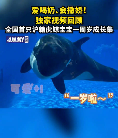「爱喝奶、会撒娇!独家视频回顾,全国首只沪籍虎鲸宝宝一周岁 成长集」9月10日当天,中国首