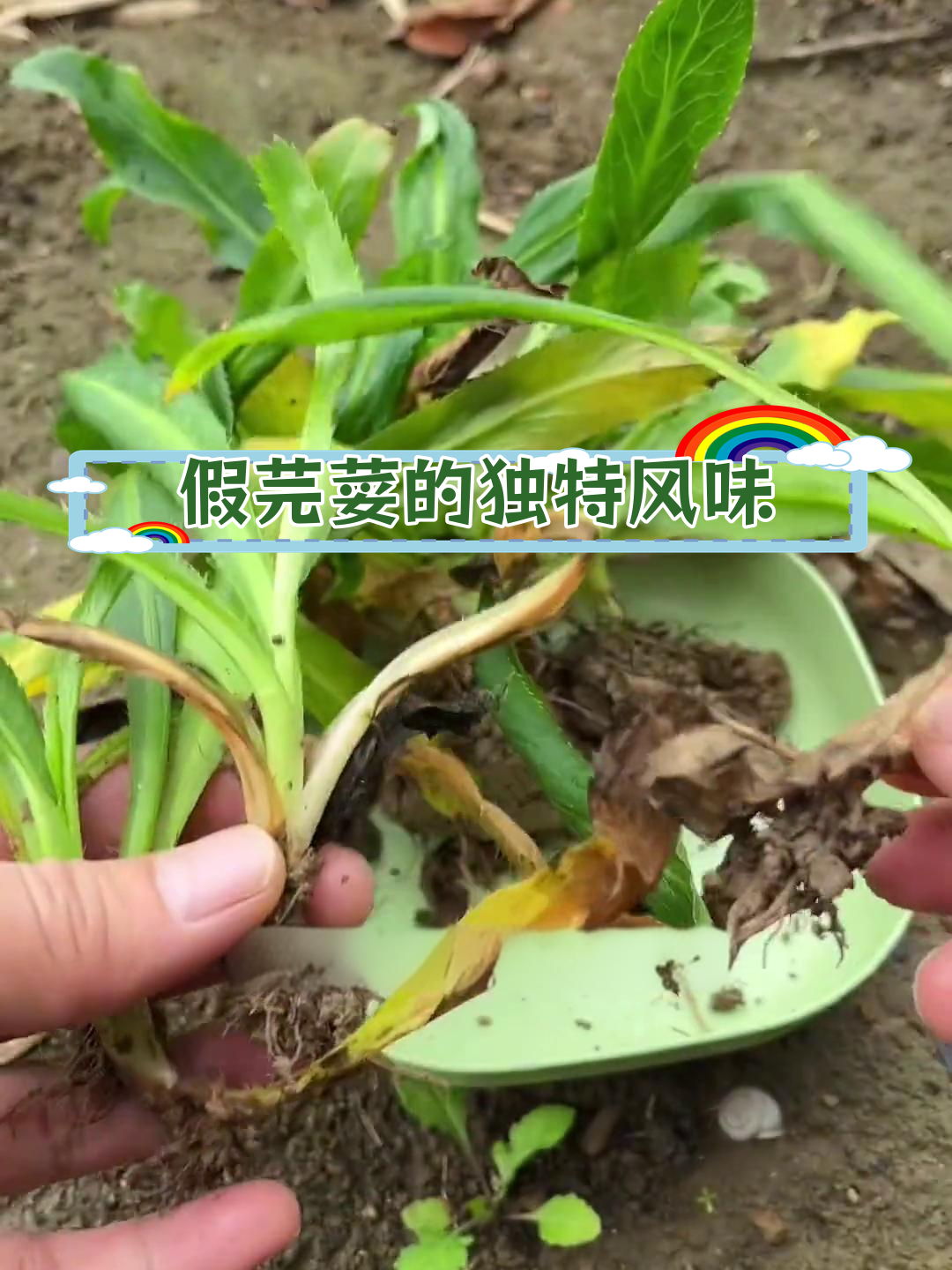 刺芹:南方特色野菜,香气独特