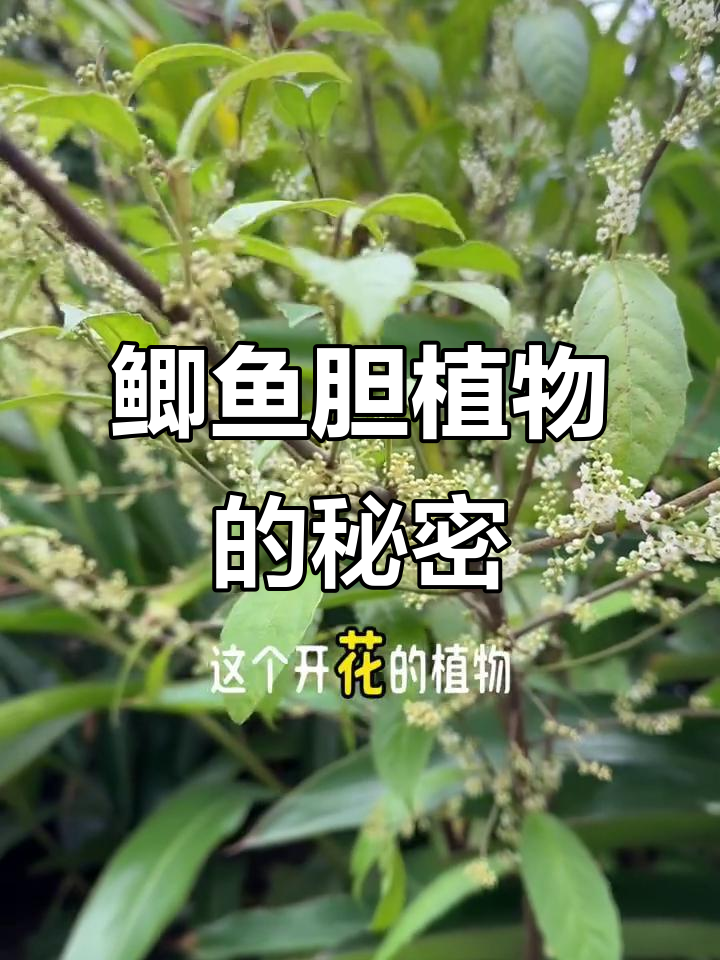 鲫鱼胆:叶片像鱼的奇特植物,花朵繁多