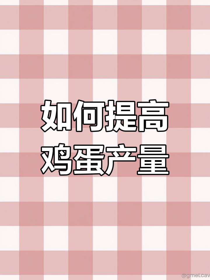 蛋鸡养殖必看:如何判断加光时机,提升产蛋量