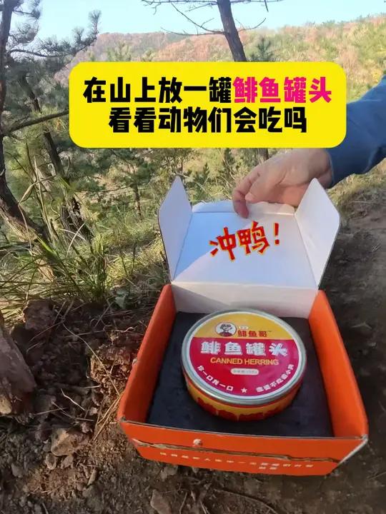 Day84|在山上放一罐鲱鱼罐头,看看动物们会吃吗?