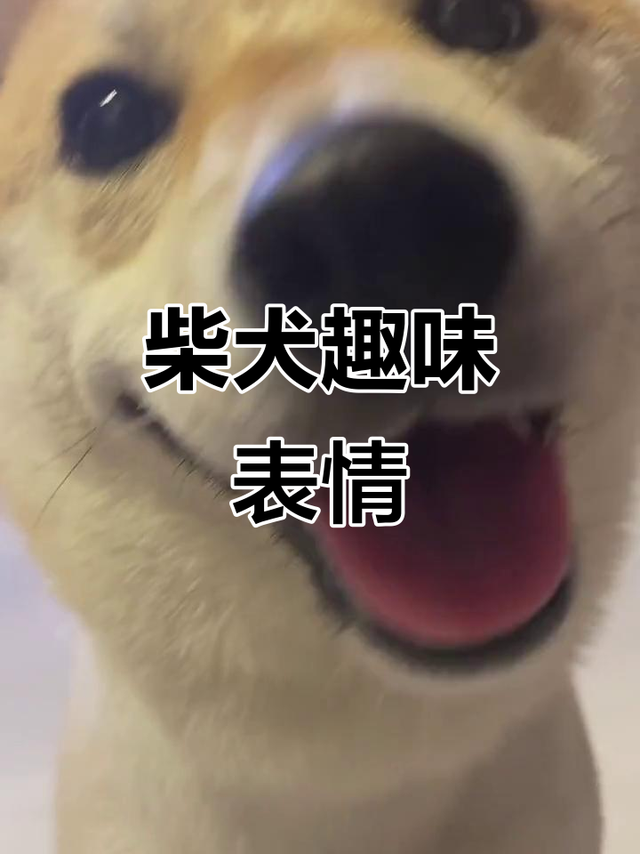 柴犬搞笑表情包,滚来滚去太有趣