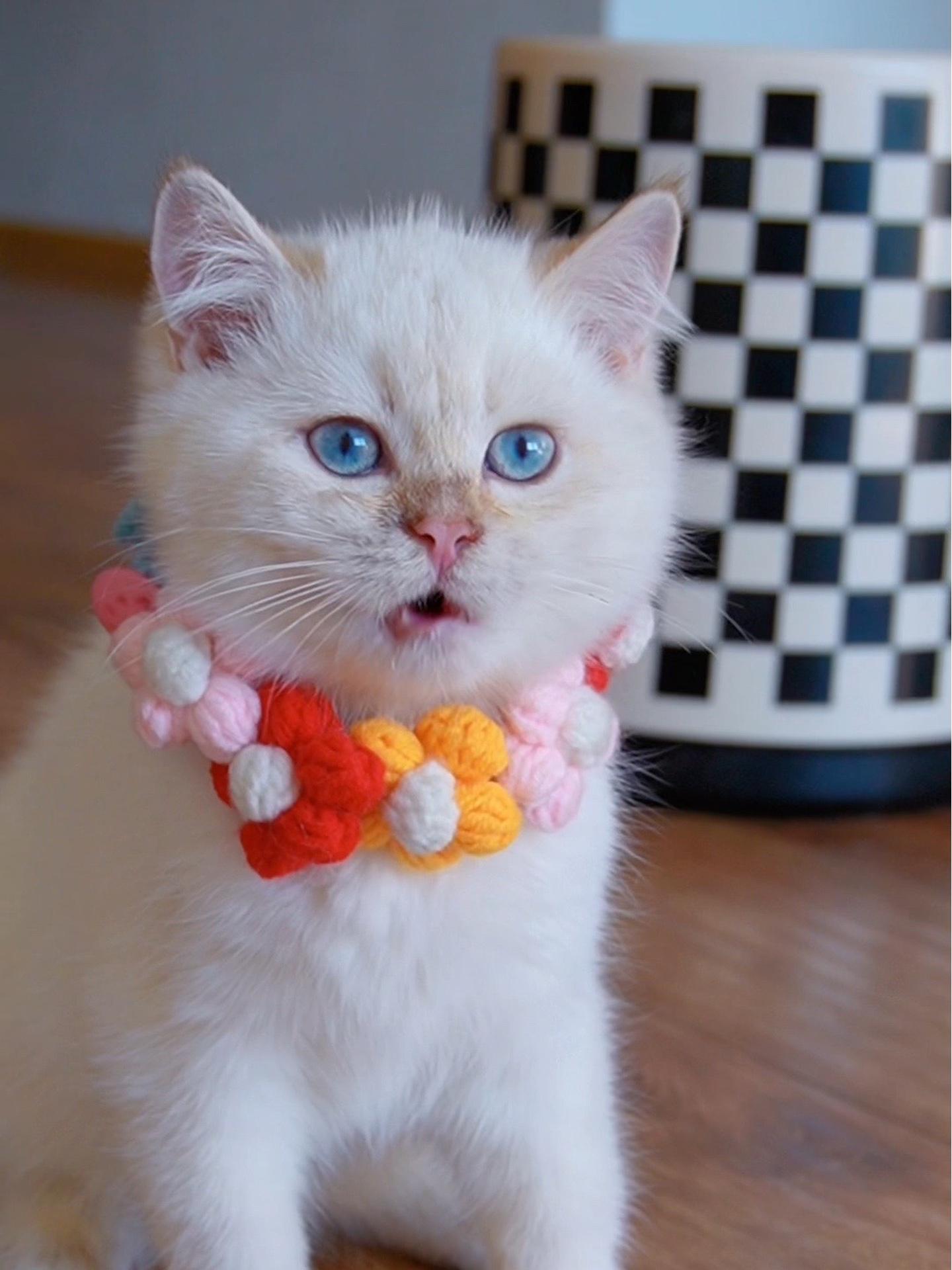 这个季节每天给小猫咪冲一碗热乎乎的羊奶,补充营养又养胃 羊奶粉 养猫用品推荐 萌宠好物