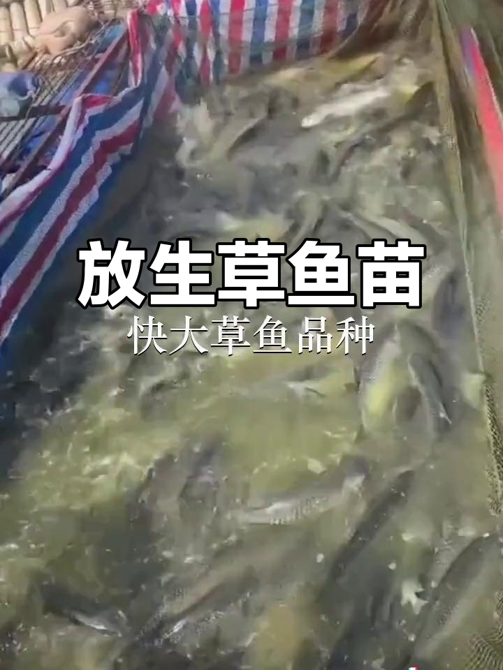 广州增城、深圳盐田与佛山丹鱼苗场,放生草鱼苗助力生态