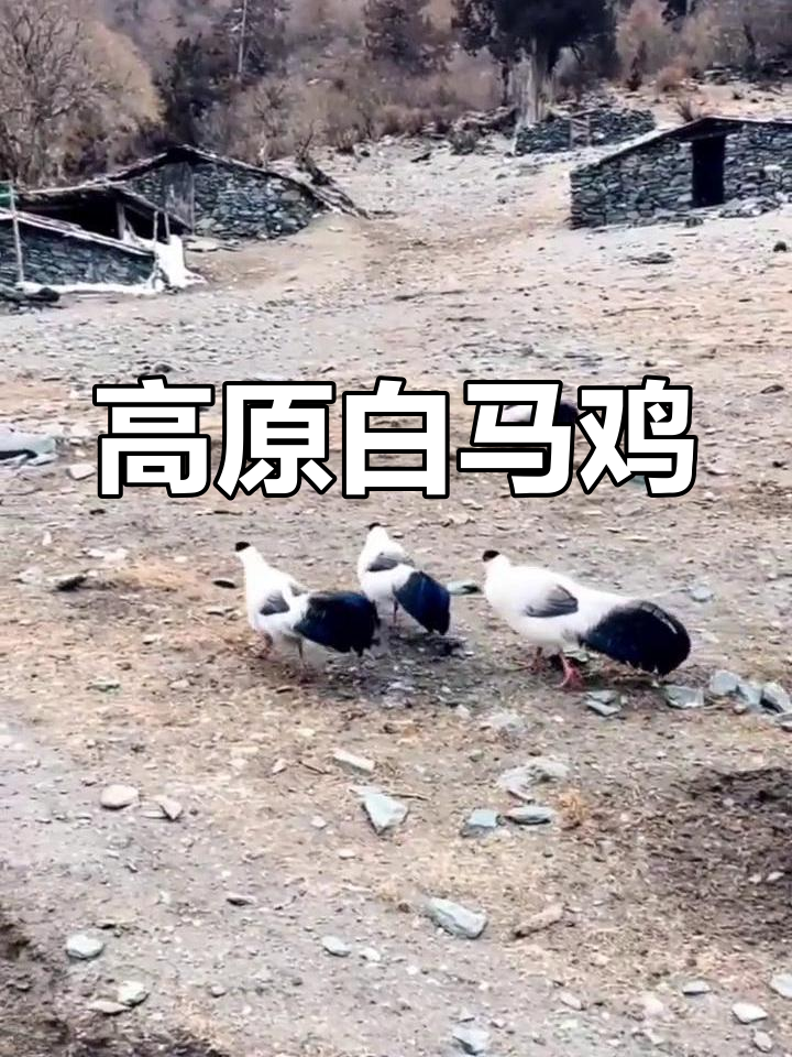 稻城亚丁的白马鸡:高原精灵的坚韧与美丽