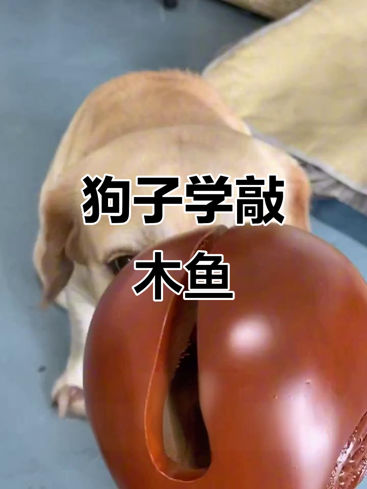 大黄狗挑战大木鱼,竟然成了“敲木鱼”达人!