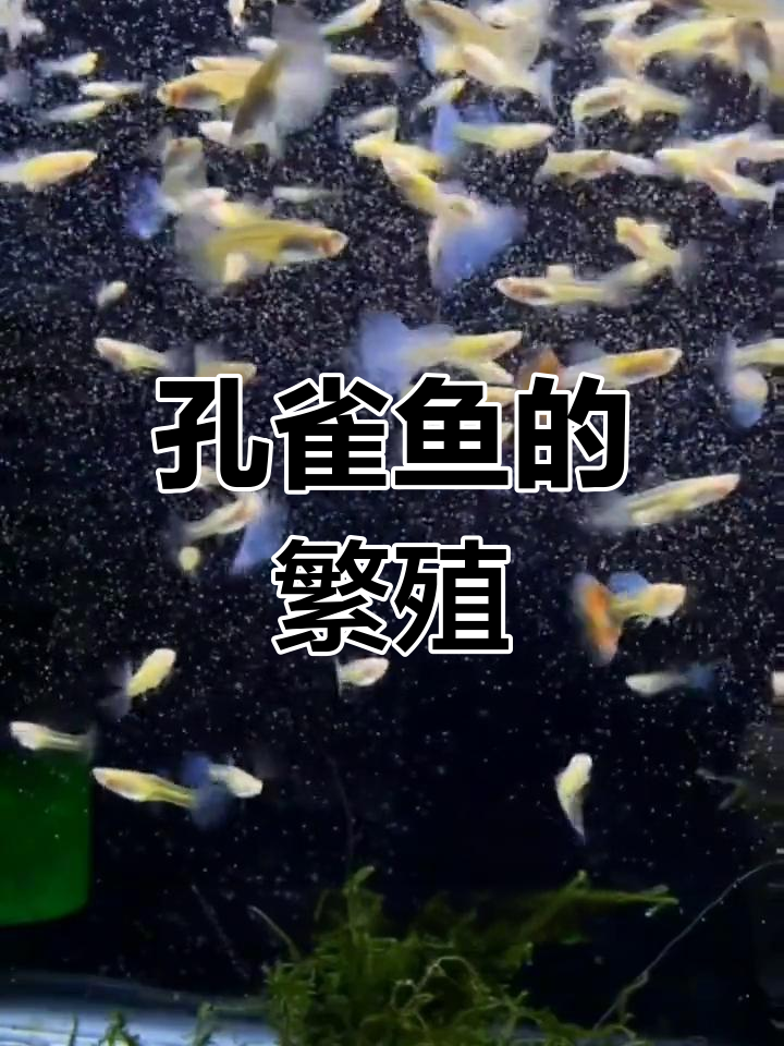 孔雀鱼繁殖过程揭秘