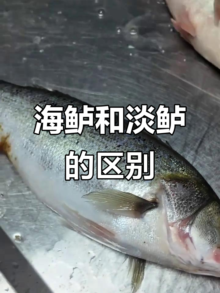 淡水鲈鱼与海鲈鱼的差别,价格、口感全解析