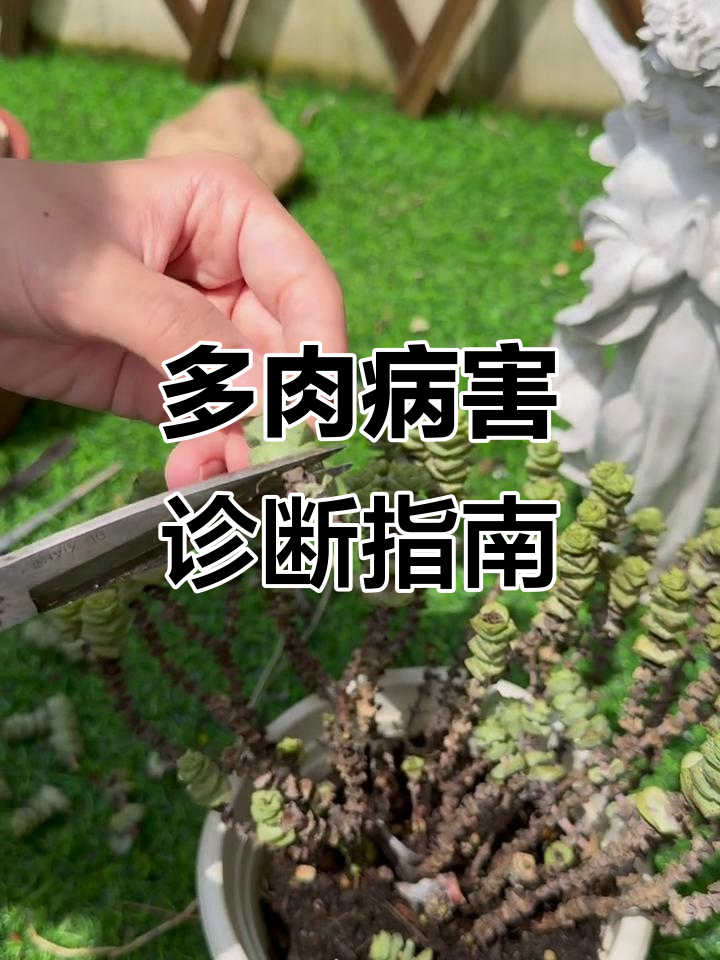多肉病害全解析:如何判断并应对炭疽病、黑腐病等常见问题