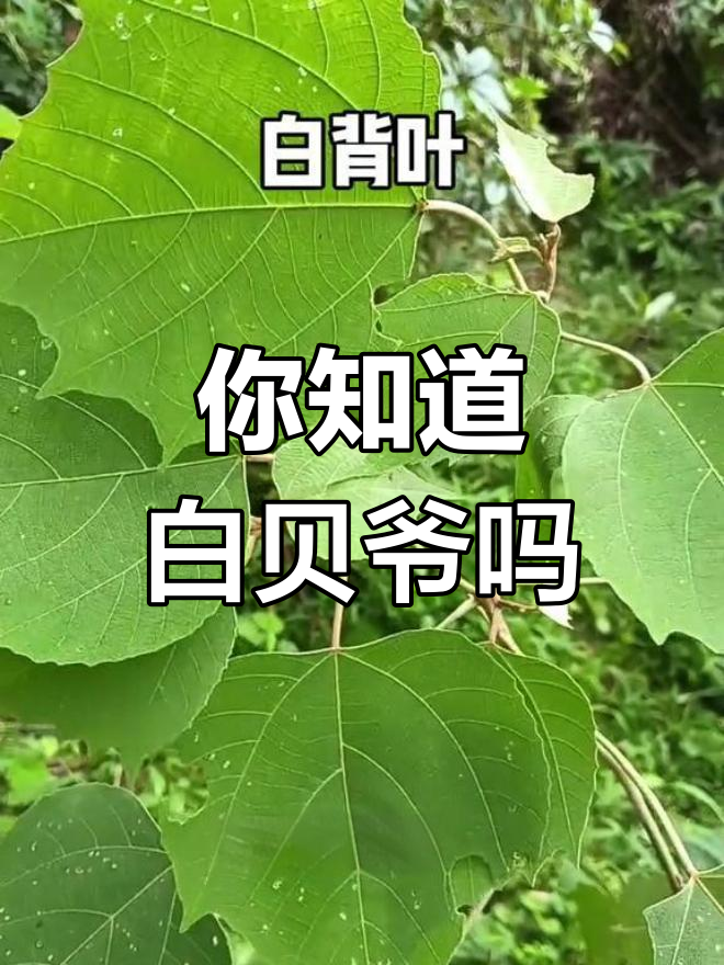 白背叶的神奇功效,你了解吗?