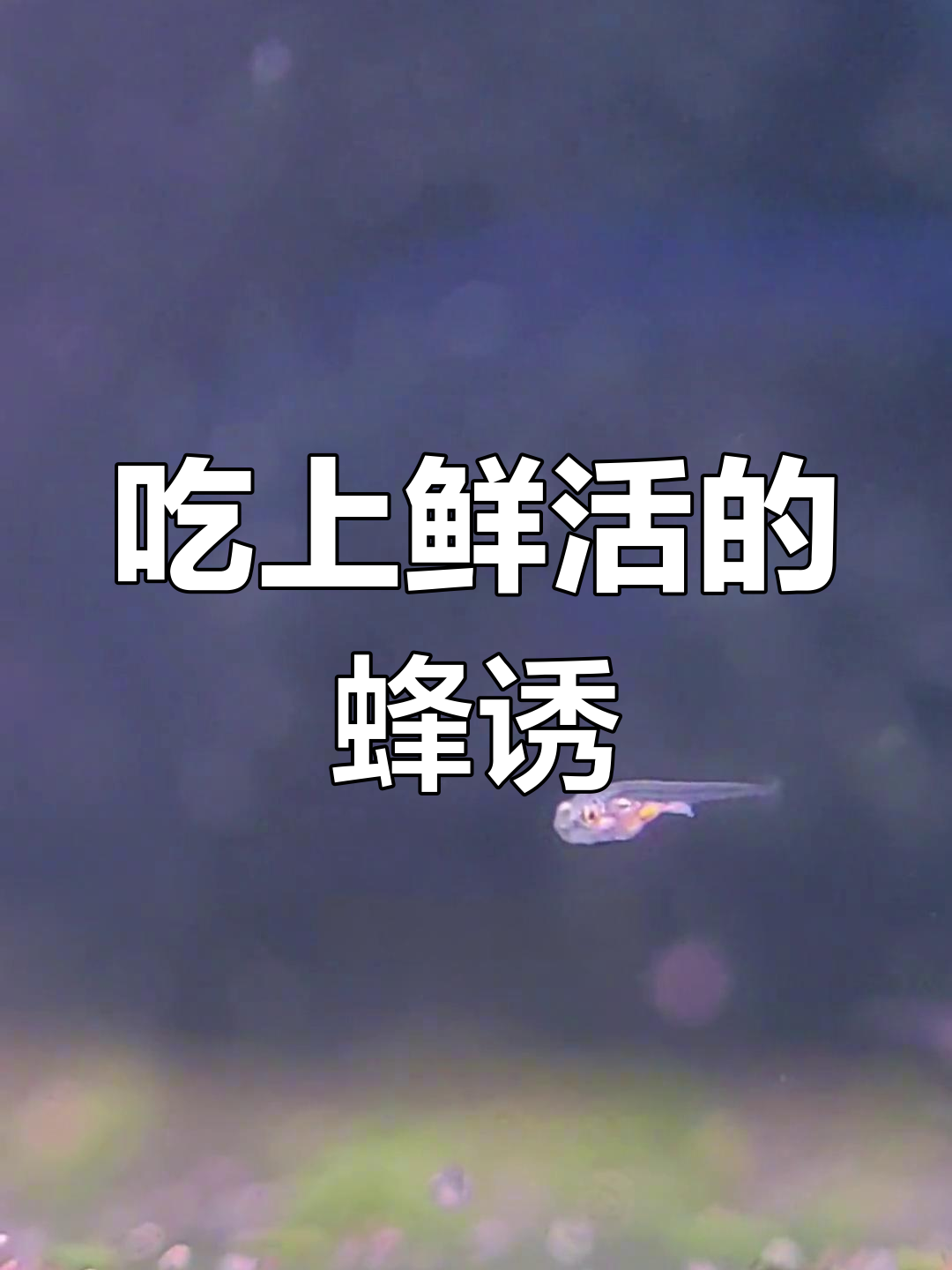 活丰年虾幼虫终于开吃